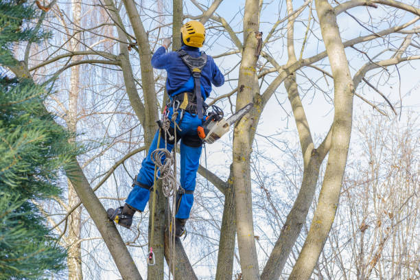 Best Weed Control  in Englewood, CO
