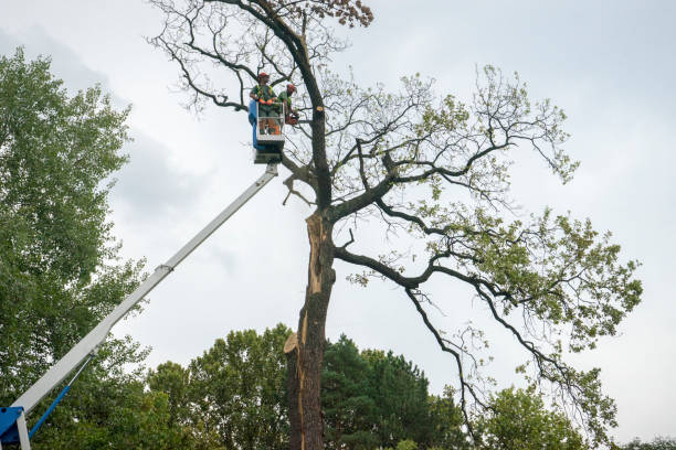 Best Tree Maintenance Programs  in Englewood, CO