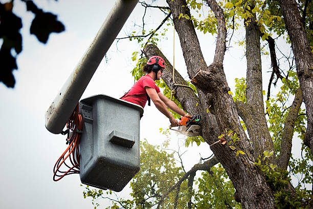 Trusted Englewood, CO Tree Services Experts
