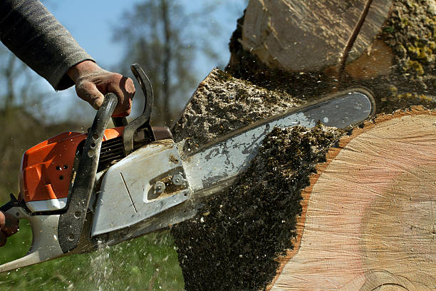 Best Lawn Maintenance Plans  in Englewood, CO