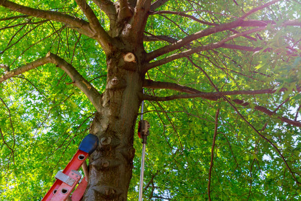 How Our Tree Care Process Works  in  Englewood, CO